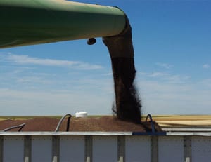 Canola seeds being dumped into truck