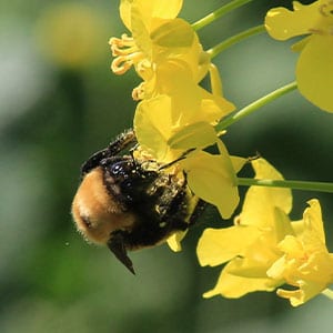 bee on canola flower