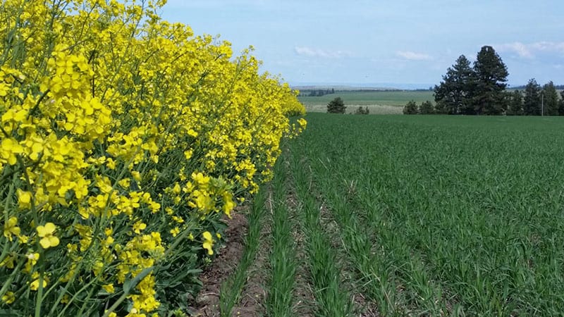 Canola fields 3