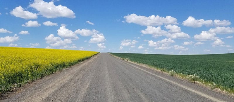 Canola fields