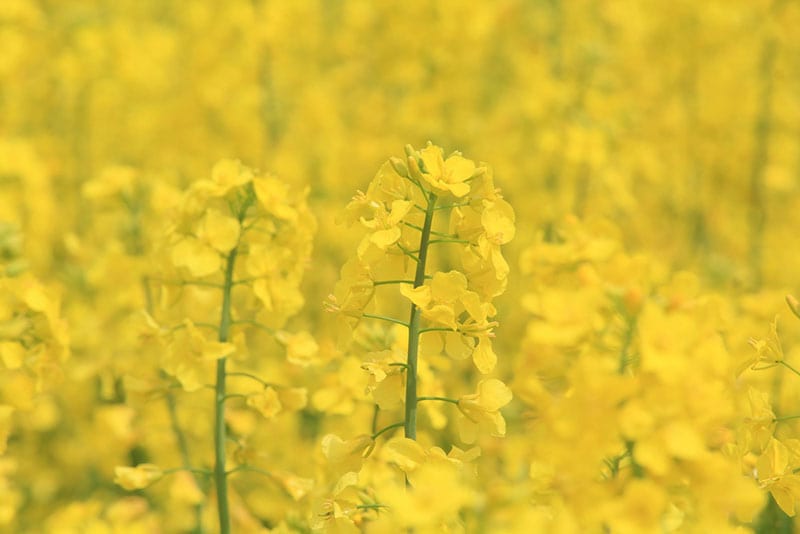 Canola Flower 2