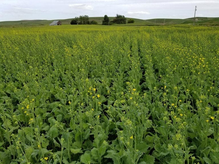 2021 WA Oilseeds Commission Annual Meeting Pacific Northwest Canola