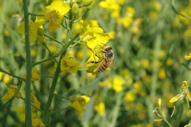 pollinators and beneficials for canola flowers 3