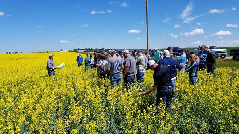 Canola tours and outreach 1