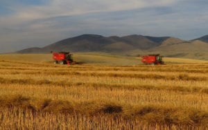 Canola field being harvested