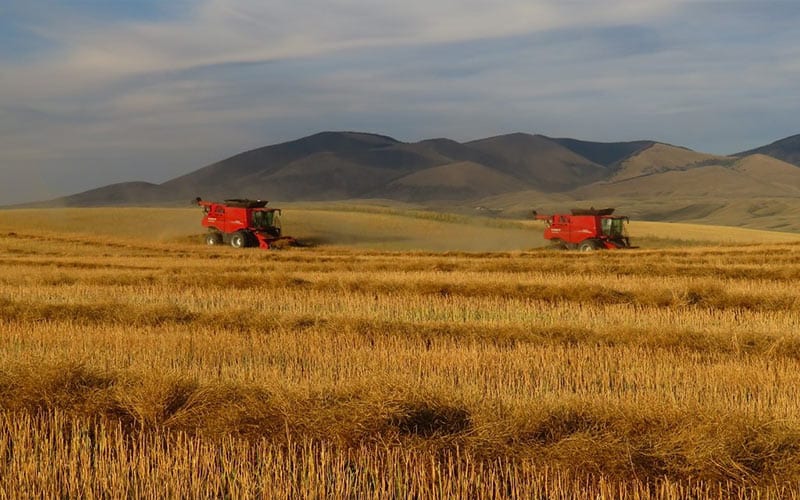 Canola field being harvested