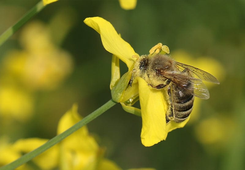 honey bee pollinating canola flower