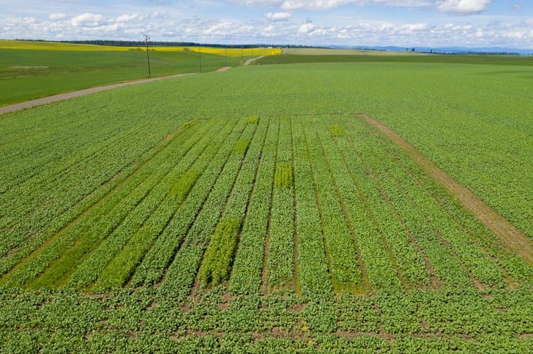 UI Spring Canola Variety Trial on the Zenner farm near Craigmont, ID