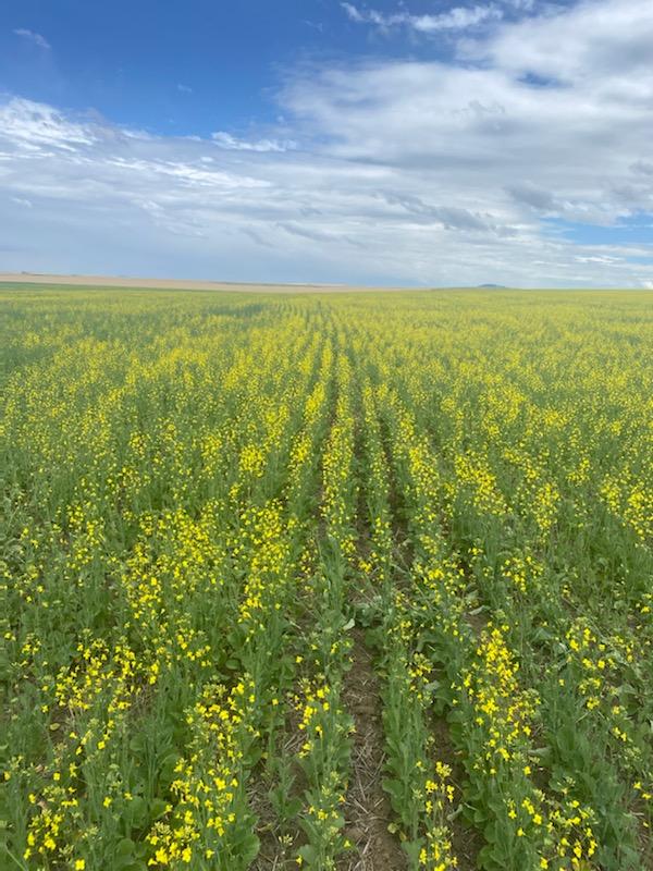 Spring canola hybrid NCC101S from Photosyntech