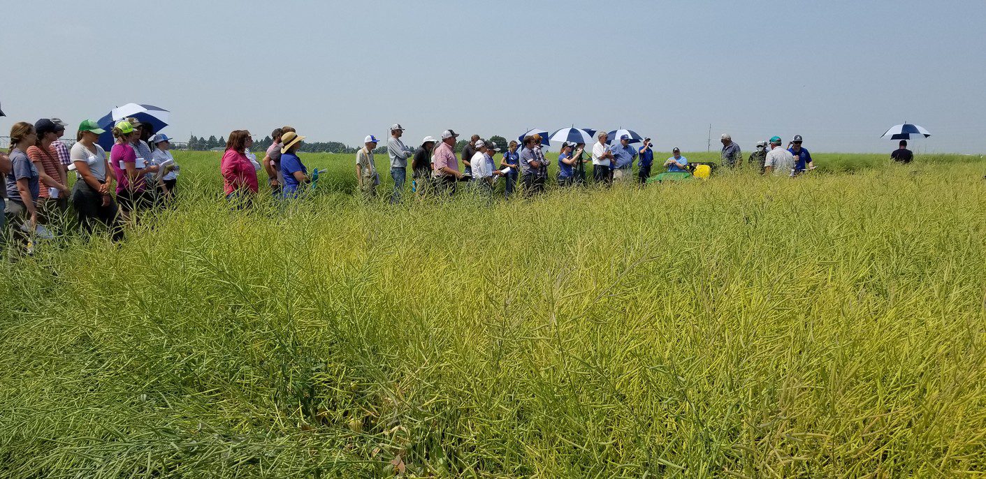 20210715_Clint Winter Canola NWARC