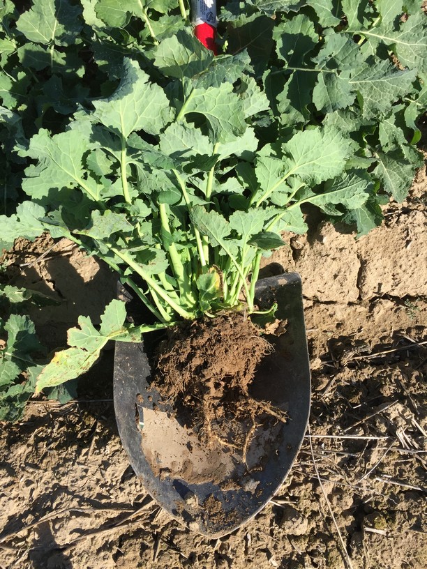 canola rhizosphere soil 3_tn