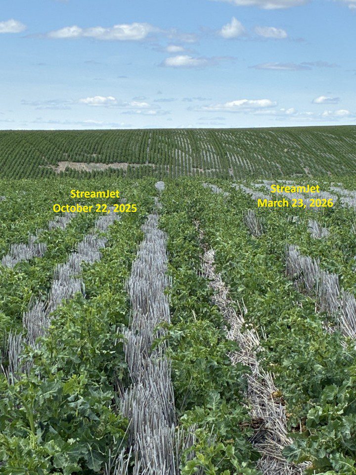 Coffman Fall and Spring Stream Canola_tn