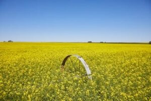 Canola field grown for Nuseed Omega-3 production in the Pacific Northwest