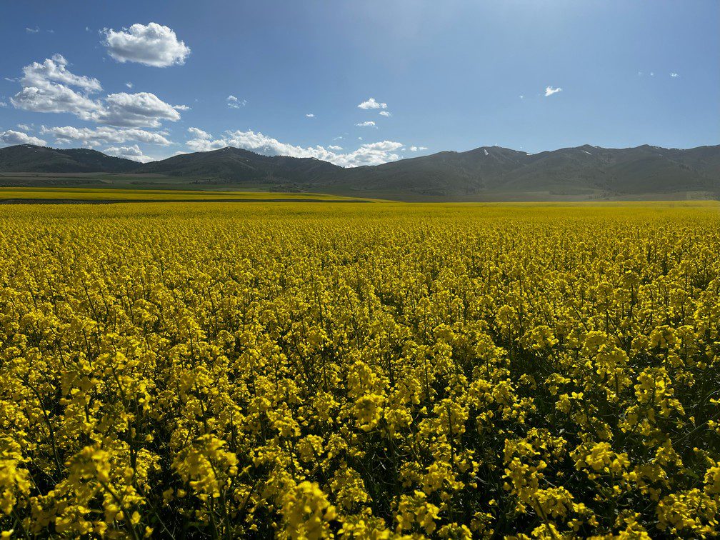 Kress 052124 winter canola_tn