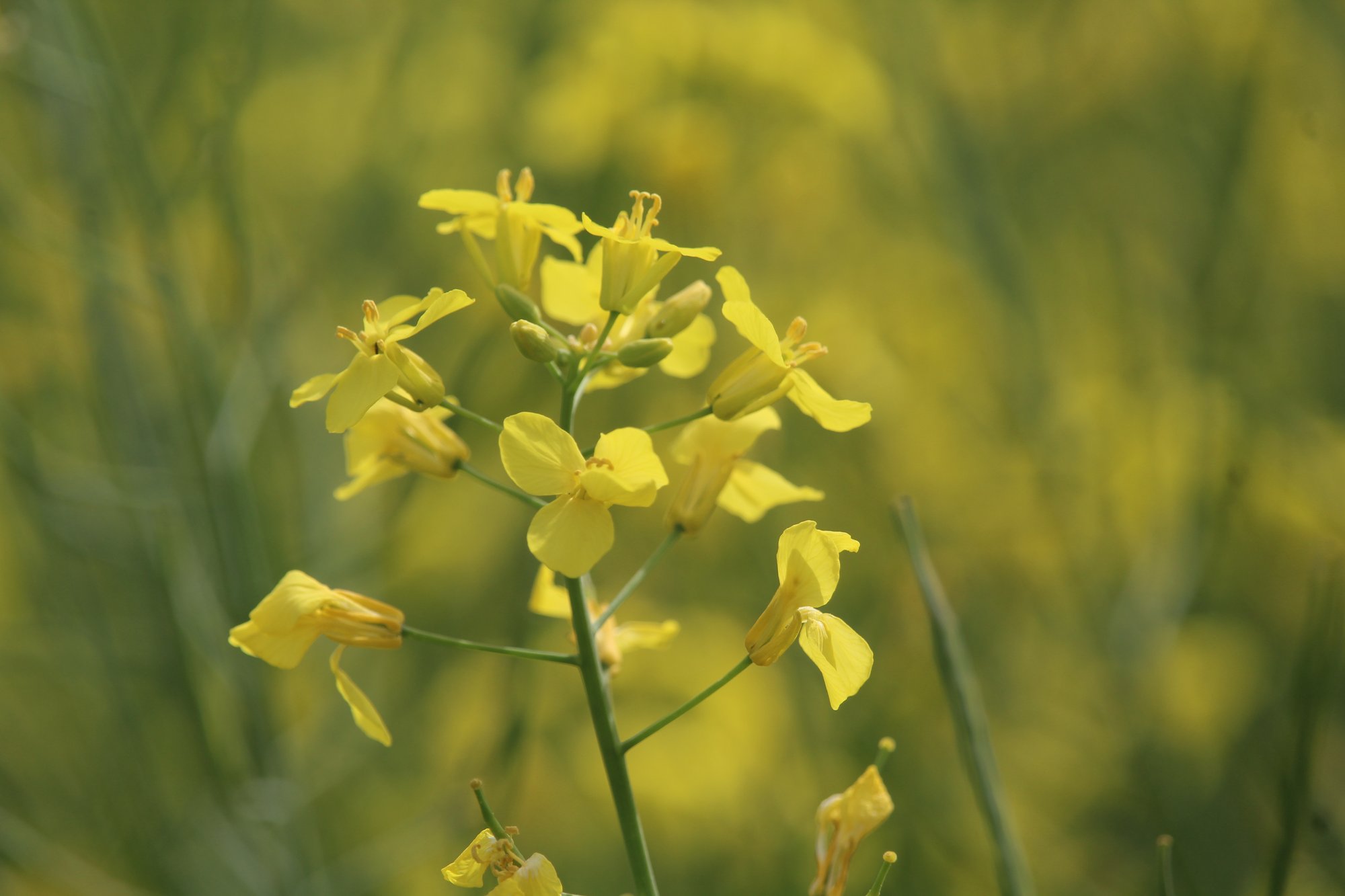 Close-up of yellow wildflowers in a sunlit field