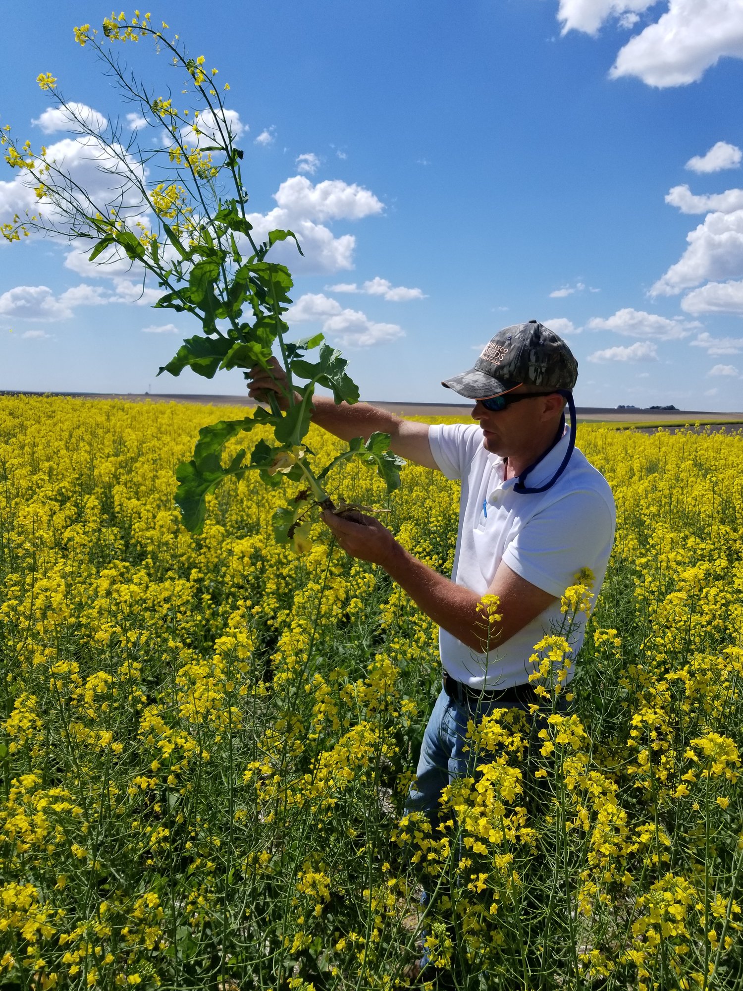 Farmer examines canola plant in blooming yellow field