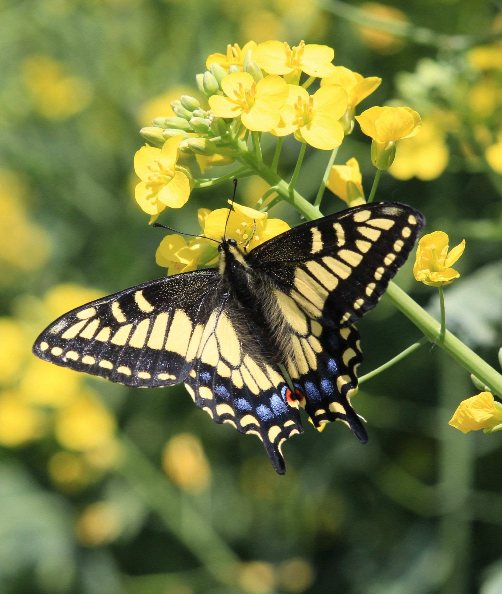 Black swallowtail butterfly feeding on bright yellow flowers