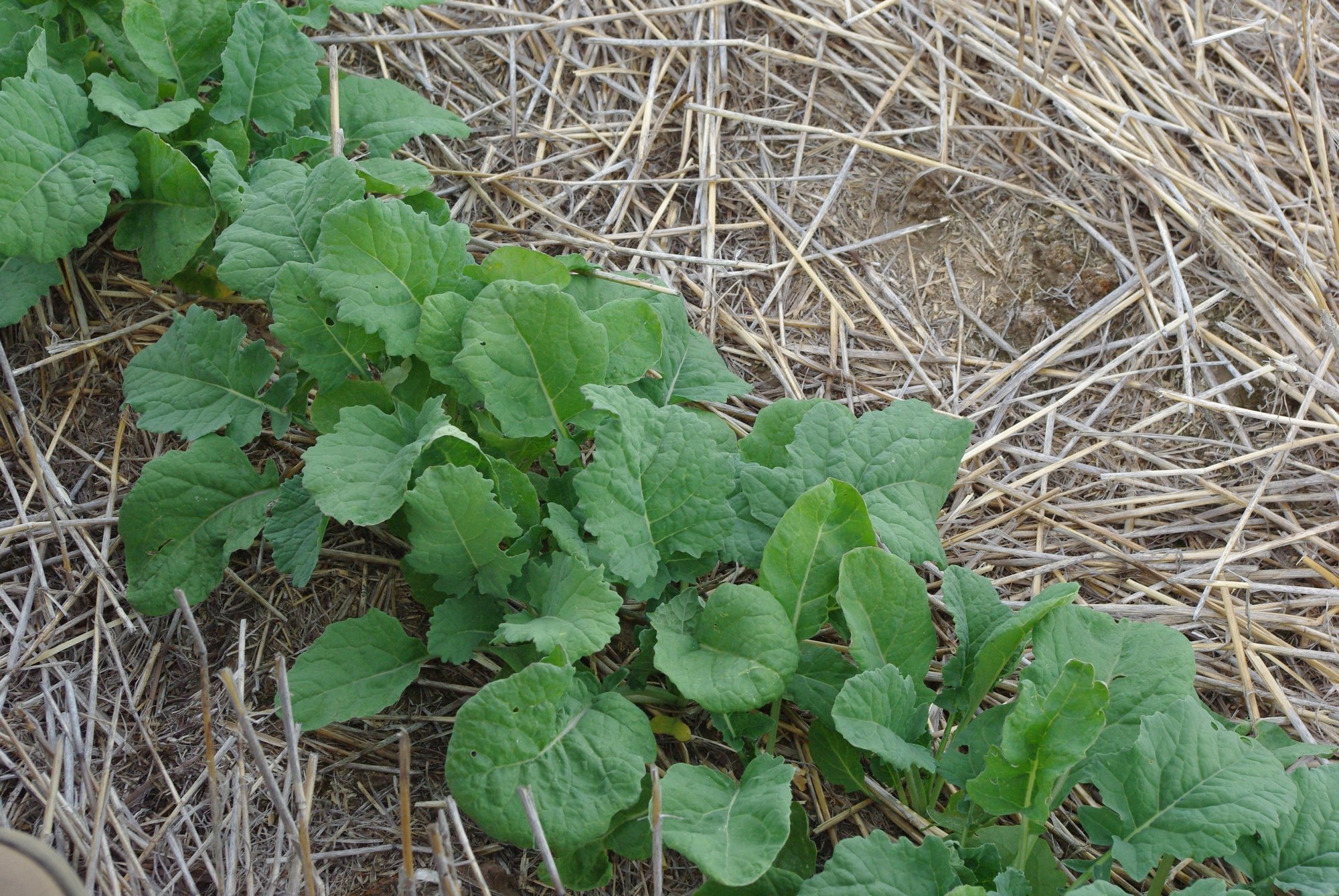 Green leafy plants growing through straw mulch