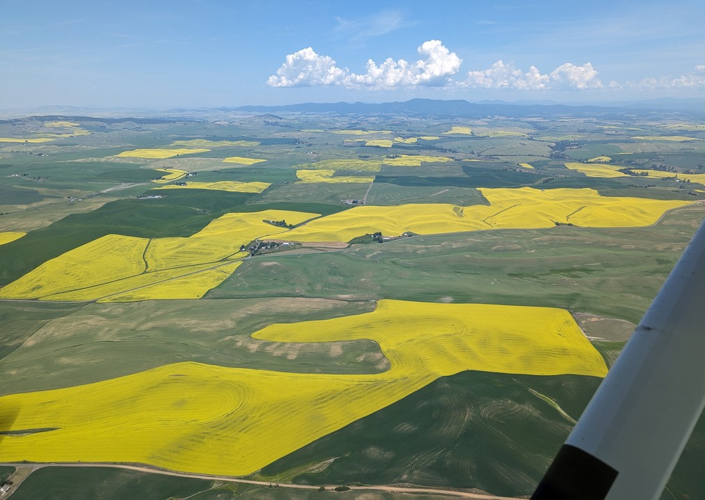 Aerial view of vibrant yellow and green farmland