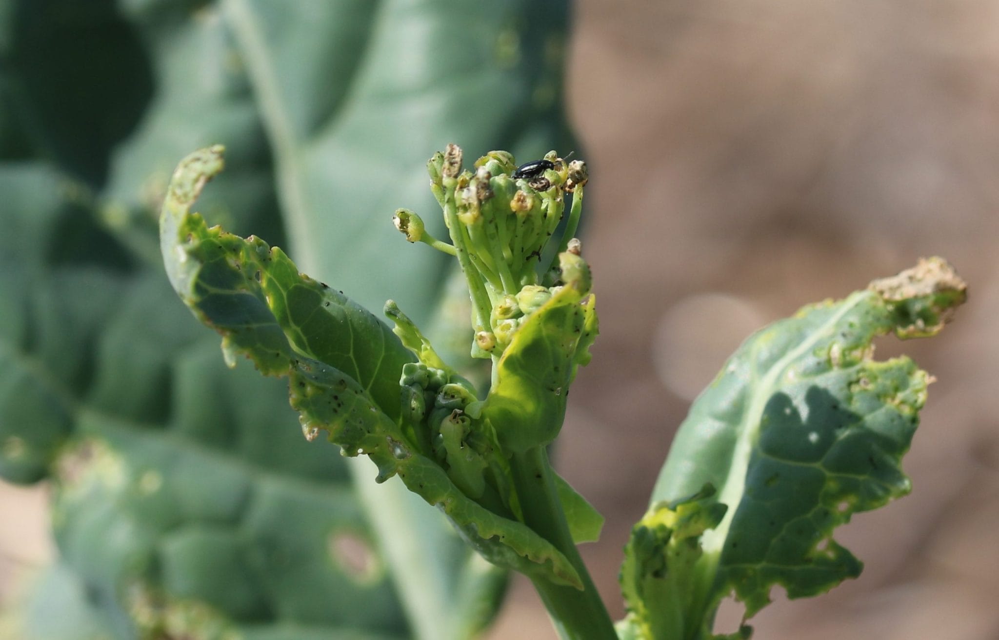 Black beetle feeding on damaged leafy vegetable plant