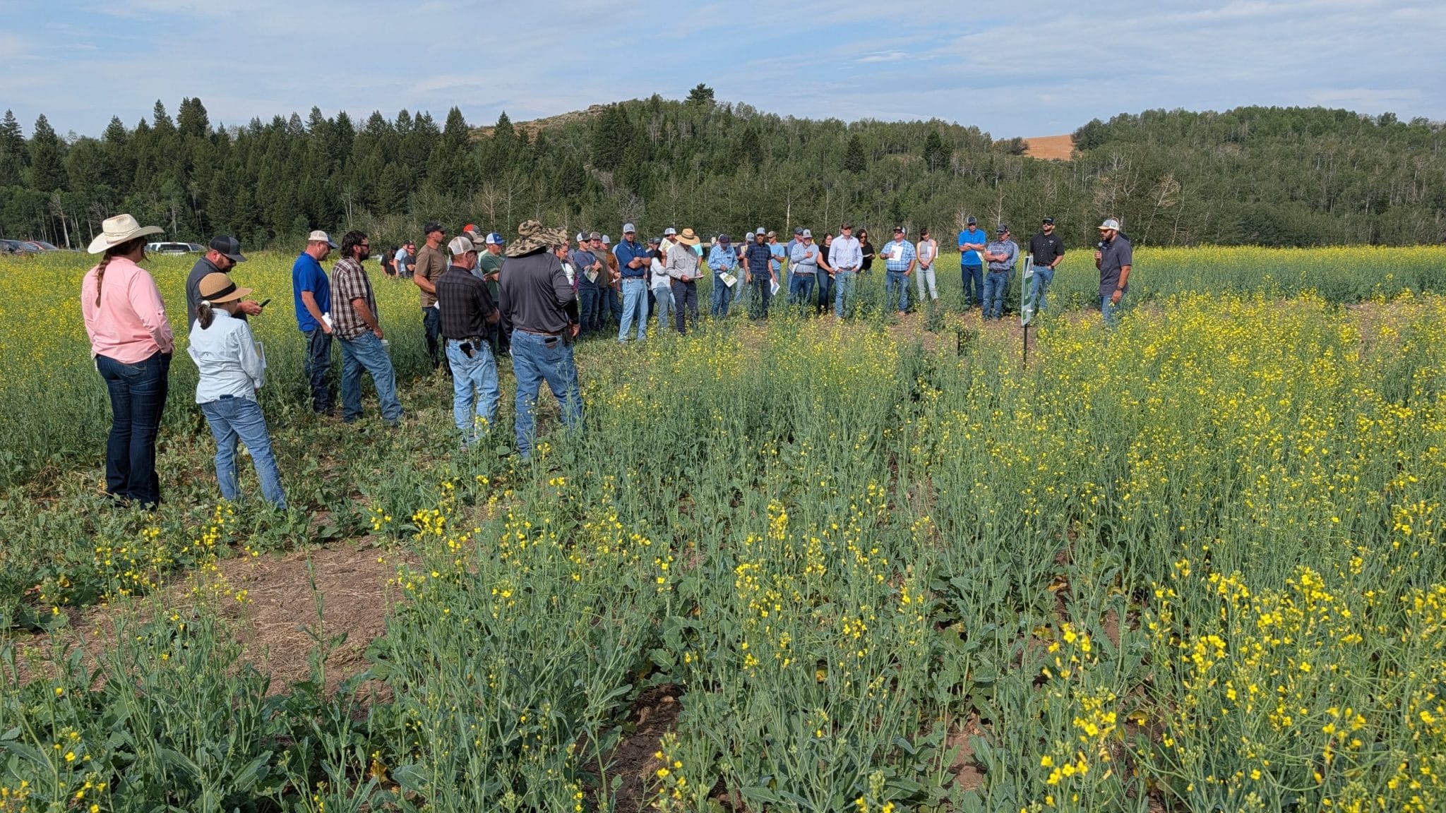 Farmers attend a field demonstration among flowering crops