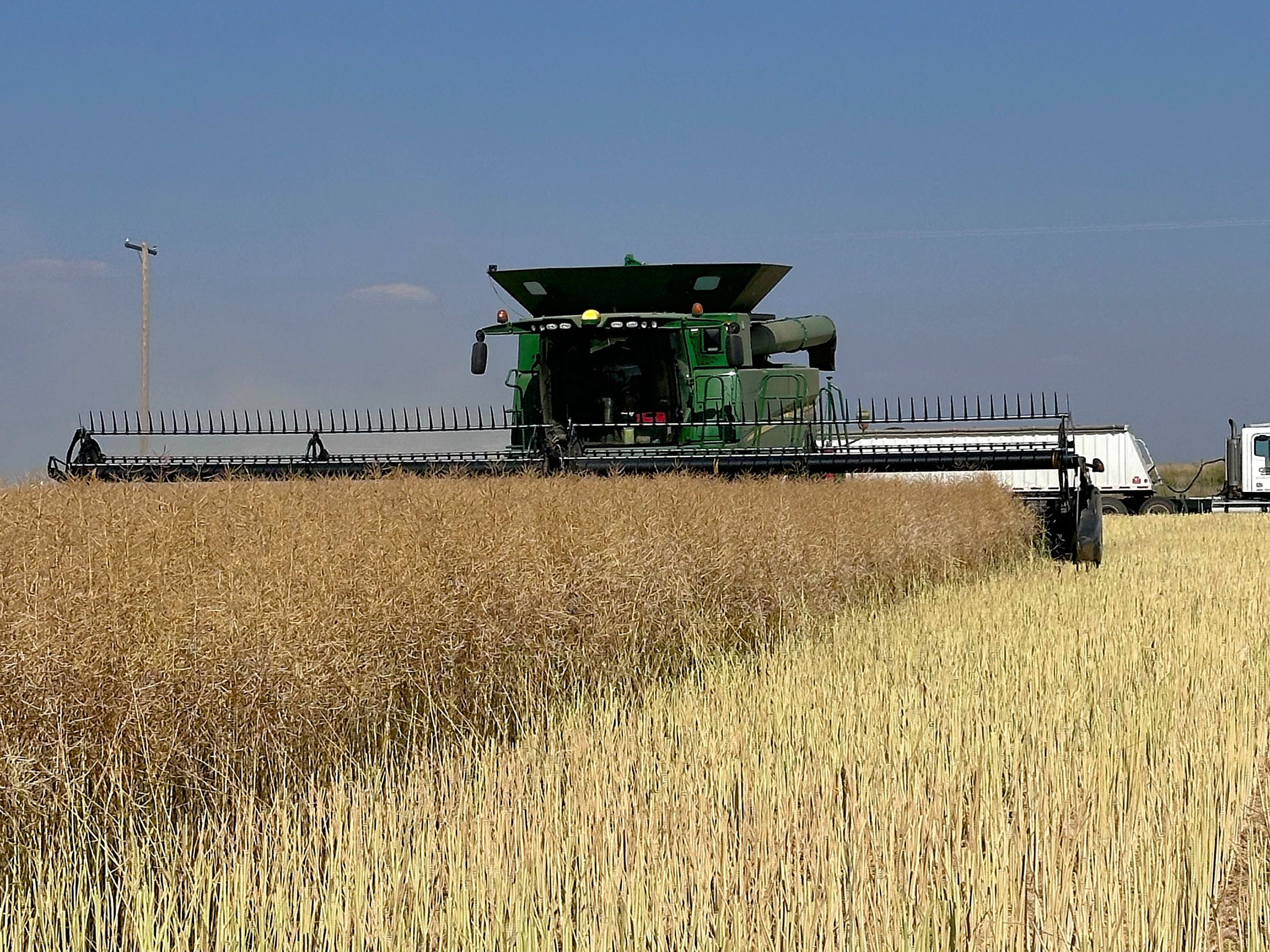 Green combine harvester working in a golden grain field