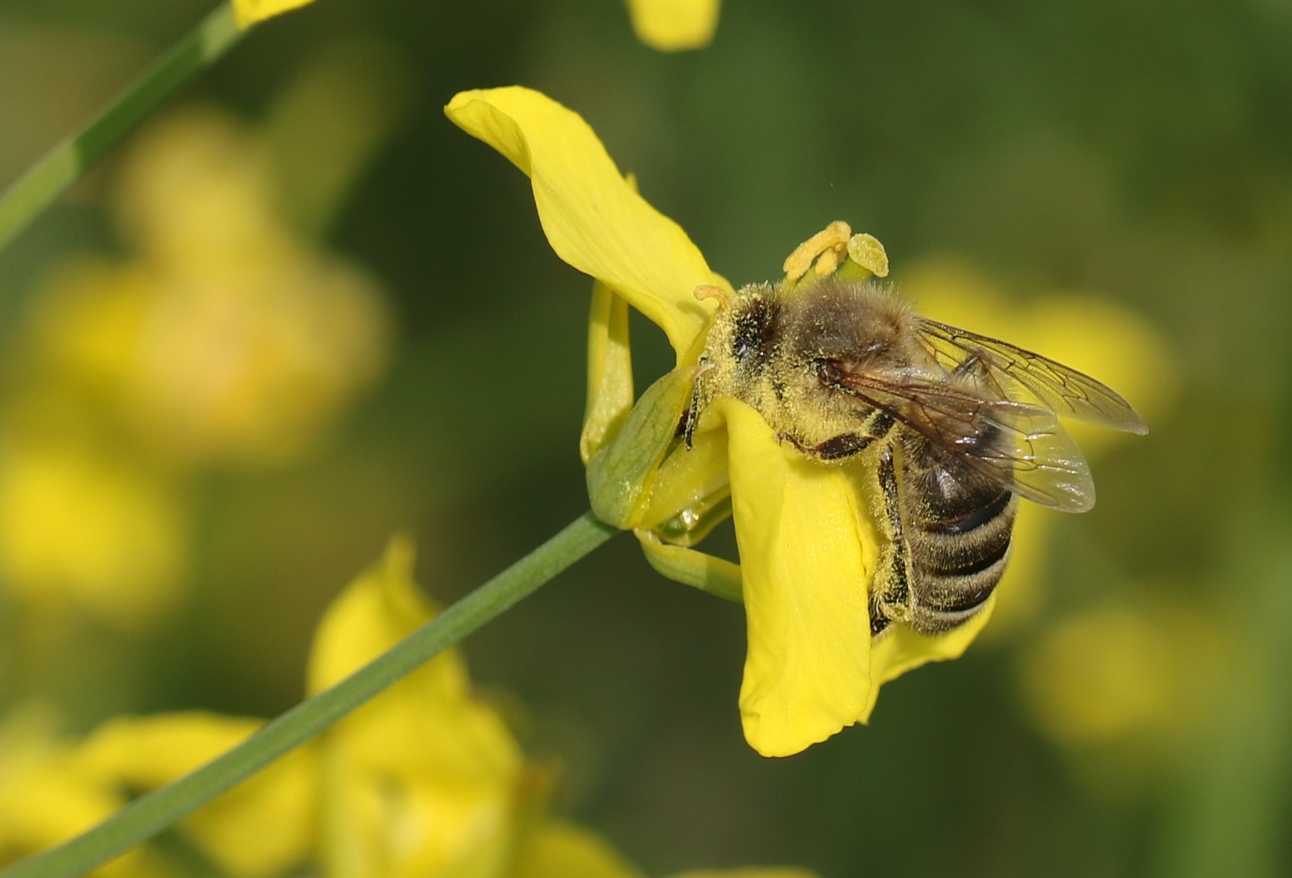 Honeybee collecting pollen from a bright yellow flower