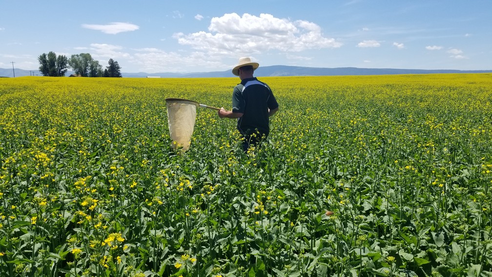 Researcher collecting insects in a vast yellow flower field