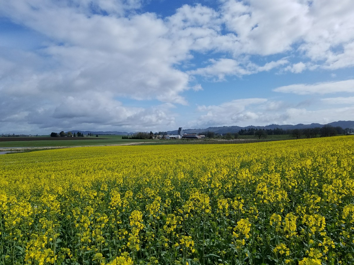 Yellow canola field beneath a dramatic cloudy blue sky