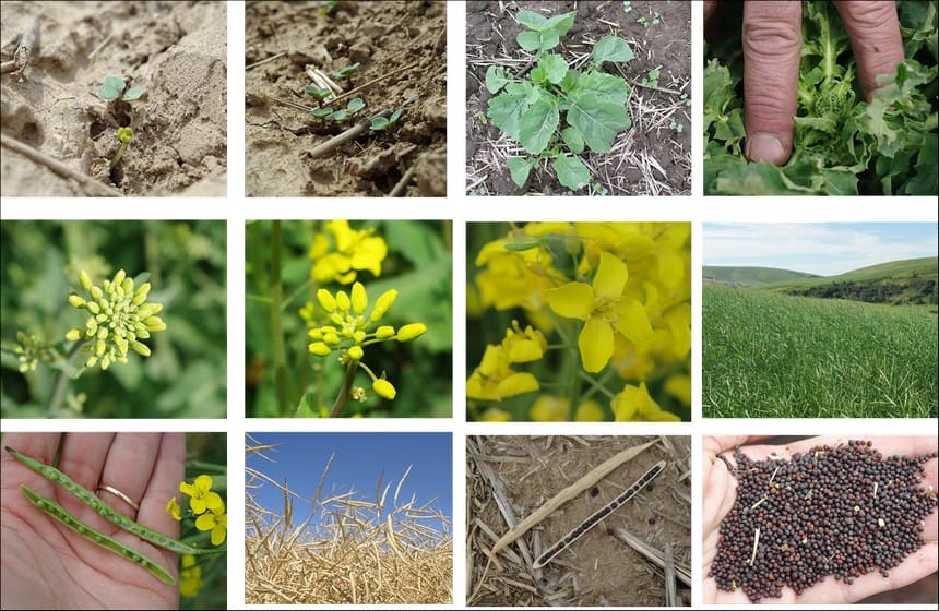 Canola growth stages from seedlings and flowers to mature seeds
