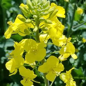 Canola Flower