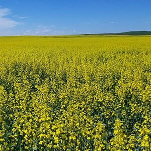 field of canola flowers