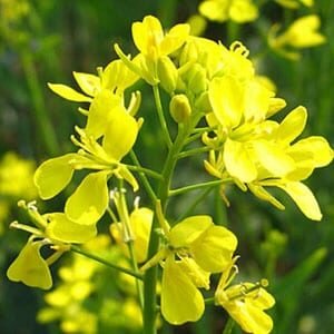 Mustard flower