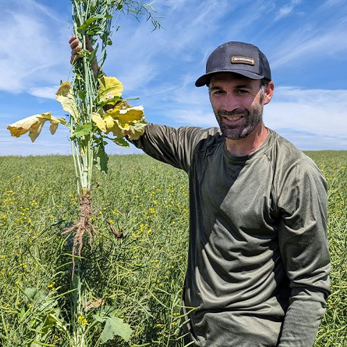Farmer holding uprooted plant in a sunny field