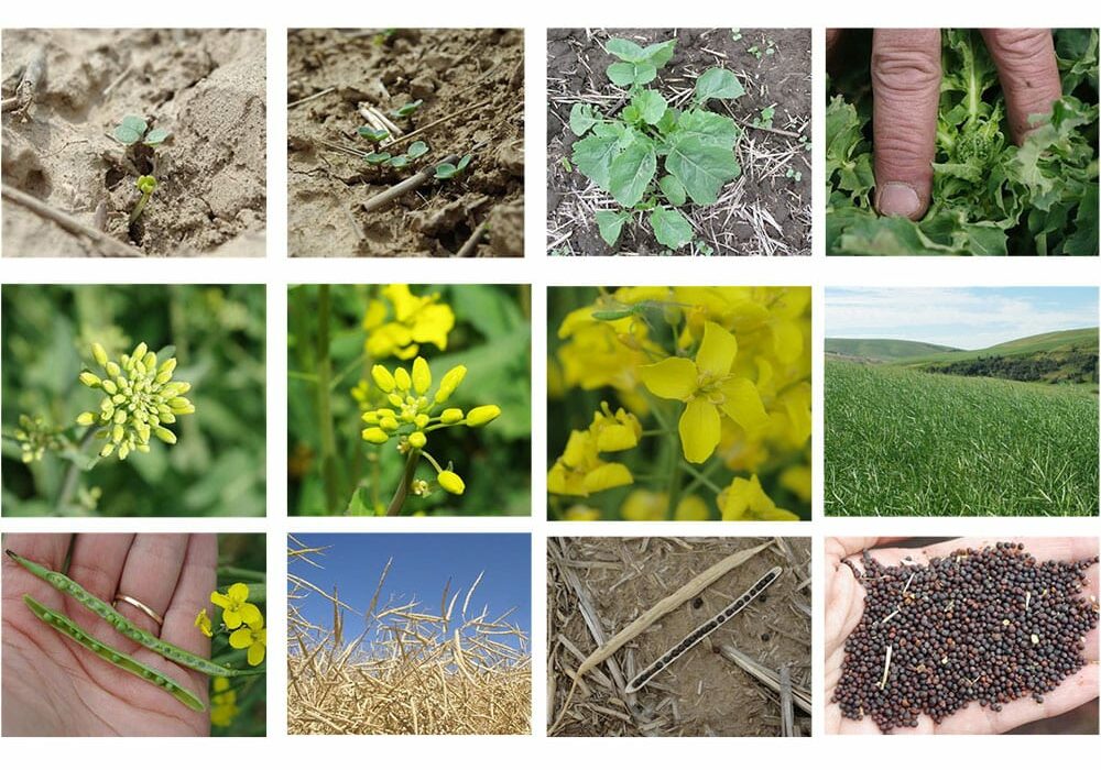 growing process for canola