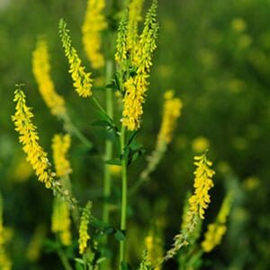 Canola flower